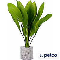 Compacta Sword (Echinodorus sp. "bleheri") - Aquarium Tube Plant