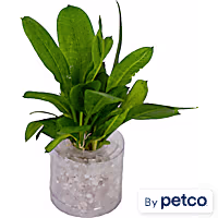 Rosette Sword (Echinodorus parviflorus)  - Aquarium Tube Plant