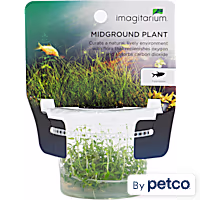 Ludwigia arcuata - Tissue Culture Aquarium Plant