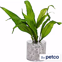 Tropica Fern (Microsorium pteropus) - Aquarium Tube Plant
