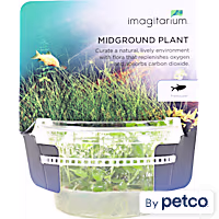 Lobelia cardinalis - Tissue Culture Aquarium Plant