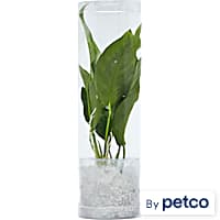 Live Aquarium Plants for Freshwater Aquariums Petco