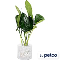 Petco live sales plants