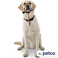 Pet Life Tutor-Sheild Martingale Safety & Training Chain Dog Collar, dog  Training Collars, Leashes & Harnesses