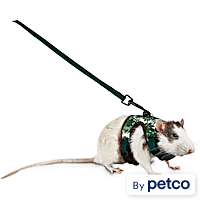 Bunny leash shop petco