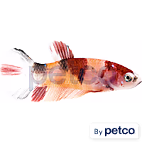 Female Koi Betta