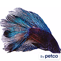 Male Black Orchid Betta