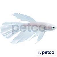Male White Opal Betta