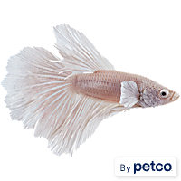 Buy betta fish top