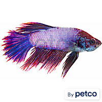Male Rose Petal Betta