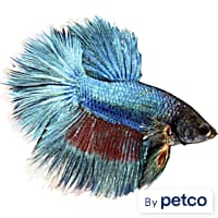 Blue marble cheap betta petco