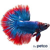 Blue marble shop betta petco