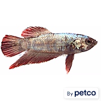 Male Red Platinum Dragon Betta