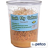 Live new arrivals mealworms petco