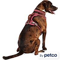 Thunder leash petco hot sale