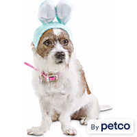 Bond & Co. Blue Bunny Bonnet Pet Cap