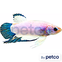 Male Blue Marble Betta