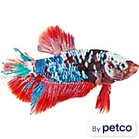 Betta Fish for Sale