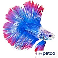 Betta Fish Supplies, Accessories & Products