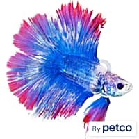 Fish Supplies - Betta Fish Supplies - Page 1 - The Tye-Dyed Iguana