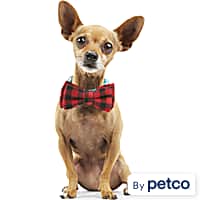 Buy bow ties for dogs deals