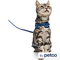 Kitty holster petco best sale