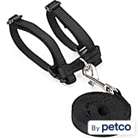 Guinea pig leash petco top
