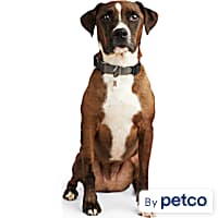Newborn puppy 2025 collars petco