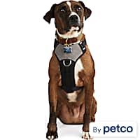 Head halter petco sale