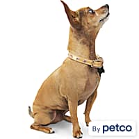 Petco spiked collar sales