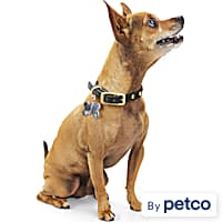 Cesar millan collar petco top