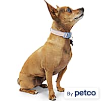 Bark collar for new arrivals small dogs petco