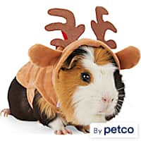 Guinea pig clothes petco cheap