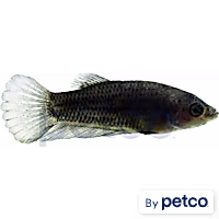Male Midnight Betta