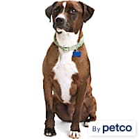 Dog collars at petco outlet