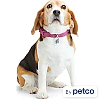 Petco light cheap up collar