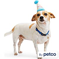 Dog birthday party sales hats