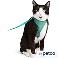 Glow in the cheap dark cat collar petco