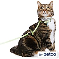 Kitten harness online petco