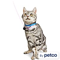 Cute Cat Harness With Wings Leash Set Large Cat Lead – MEWCATS