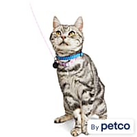 E collar for cats petco sales