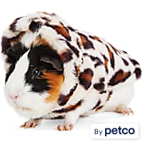 Small Animal Clothes Leashes Rabbits Guinea Pigs Petco