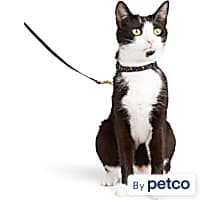 Kitty store holster petco