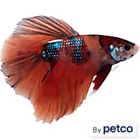 Petco special order fish top