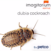 Dubia Cockroaches (Blaptica dubia)