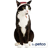 Petco cat sweater shop