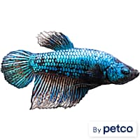Betta fish price at petco online