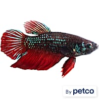 Betta Fish for Sale