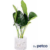 Anubias Nana - Small, 5pk