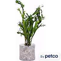 Microsorium pteropus "Windelov"